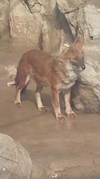 Red wolves at the zoo #shorts