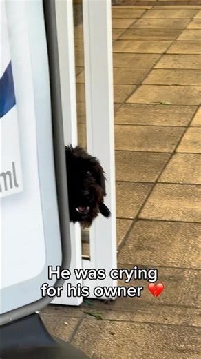 He was crying for his owner 😢 #dogshorts