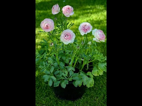 Pot Sizes (Growing Anemones and Ranunculus in containers)