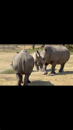 rhinoceros interesting facts you know ?