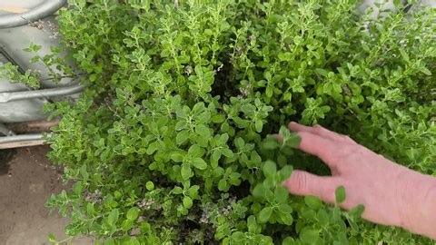 clip-4019602003-real-life-authentic-video-perennial-marjoram-herb