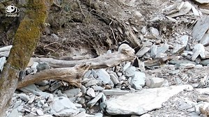 89K views · 2.2K reactions | A natural breeding behavior of pandas observed in the wild. #wildlife #panda #cute #animallovers | Pandaful | Facebook