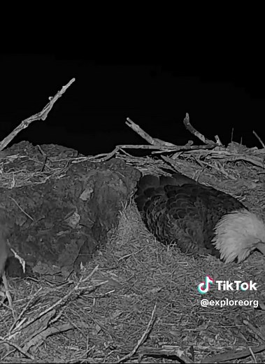Exploring Eagle Cams and Their Channel Islands Geography