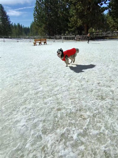 Siberian Husky Having Fun in the Snow