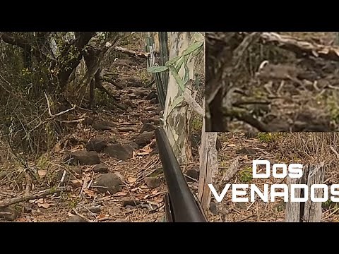 DEER HUNTING WITH DOGS // I HIT TWO DEER ON THE PASSAGEWAY