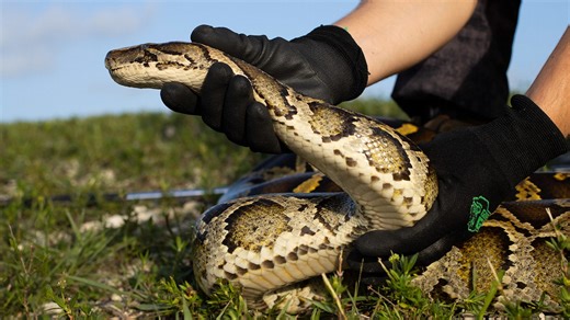 Python Patrol offers alternative for those not ready for Florida's annual constrictor competition