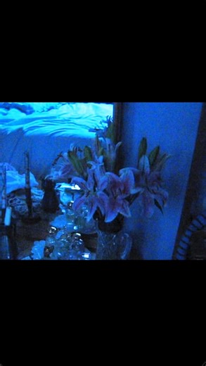 ingydar 🩰 on Instagram: "the world can be disgusting #digicam #digitalcamera #lizzygrant #putmeinamovie"