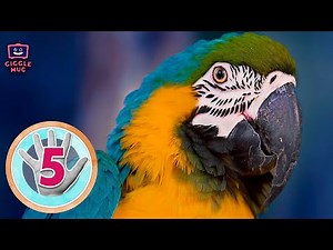 FIVE Facts About Amazon Rainforest (2-Minute Learning Video for Kids!)