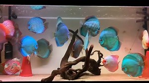 34K views · 2.2K reactions | The amazing Discus Collection owned by...