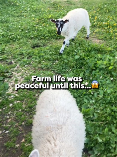 A very chaotic day at the farm...😭 @alpacaanne #farm #farmer #goats #alpacas #farmlife