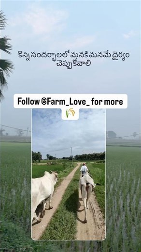 కొన్ని సందర్భాలలో మనకి మనమే ధైర్యం చెప్పుకోవాలి.#farm_love_ #proudfarmer #soilandsoul #agriculture