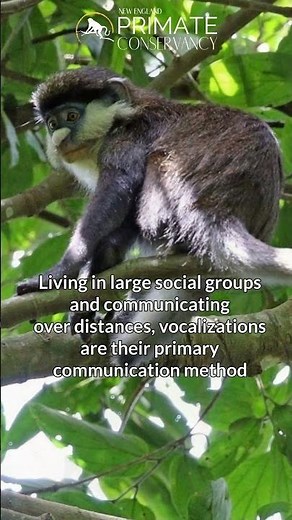 Red-Tailed Monkeys in 34 seconds—Effective Communicators