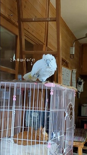 Bye-bye, get back! [Shibukawa Zoo] Kyoro-chan, the father of the three Taihaku siblings #cockatoo...