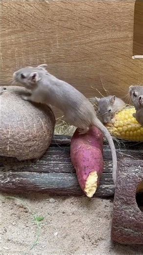 Cat TV for Cats to Watch 😺#4kcatentertainment #funny #happy #miceforcats #pets #shortsvideo #video