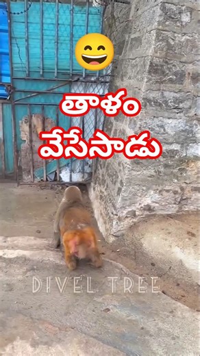 Taalam veseasaadu | తాళం వేసేసాడు😄