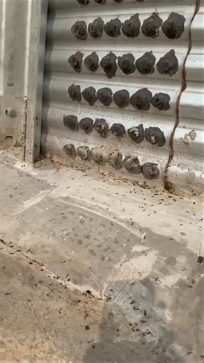 Stop Grain Loss! Effective Silo Fumigation for Heavy Infestation #silo #alp #infestation #fumigation
