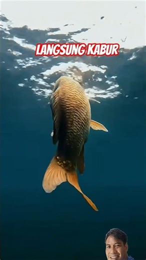 HOW CARP FISH EAT BAIT #uniquefacts #fish #short