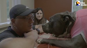 This dog cried for days after being shot because no one would help — but finally these heroes came along 👏👏👏 (via Dodo Impact) | The Dodo