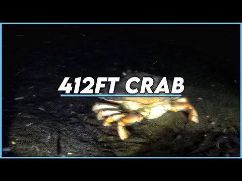 Largest Dungeness crab found in south Puget sound 412ft down