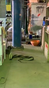97K views · 405 reactions | Two male snakes battling it out for a female snake in a warehouse in Queensland is really entertaining, until you realise the female they are fighting over is no where to be seen  Credit: Tenielle Bitcon via Storyful | The Australian | Facebook