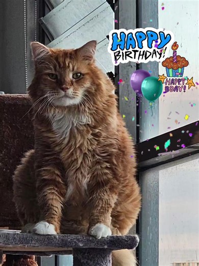 HAppy Birthday Casper 🐈🐾🥰 #creatorsearchinsights #happybirthday #fyp #birthdayboy #casperthecat