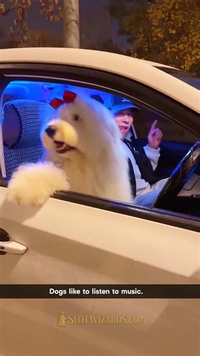 FOMDJ on Instagram: "dog music moment — When a dog hears a song and suddenly becomes the biggest fan. Includes head tilts, happy ears, and a vibe only they understand. Ends with tail wags and a playlist made just for them. #funny #reels #explore #explorepage #reelsinstagram #viral"