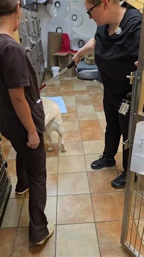 Penn Foster Externship 1 Skill 10 Restraint Pole