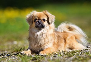 Tibetan Spaniel - Alchetron, The Free Social Encyclopedia
