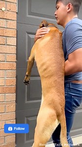 During a sudden rainstorm, a terrified dog became trapped under a parked car as water rushed through the street. One quick-thinking passerby crawled under the car and lifted the dog to safety, carrying it away from danger. This AI-generated video is created for educational and awareness purposes, showing how quick action and compassion can save lives during extreme weather. Every small act of care matters. ❤️ #DogRescue #AnimalRescue #FloodRescue #PetSafety #HumanKindness #FlashFloodSafety #Resc
