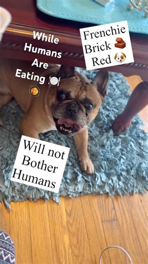 FRENCHIE WITH GOOD MANNERS WILL NOT BOTHER HUMANS WHILE EATING #frenchbulldog #frenchie #cutedog