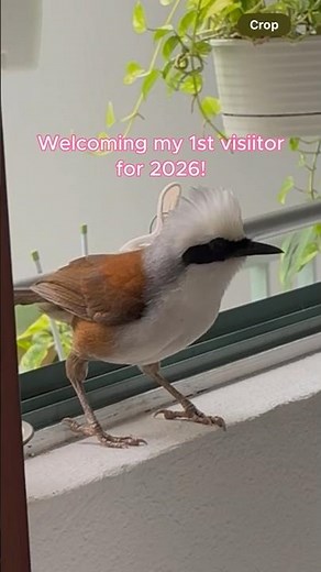 Welcoming our 1st visitor for 2026! #happynewyear #foryou #pets #birds #birdlovers #bird #fyp
