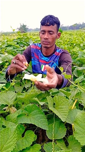 Hand Pollination Makes a Difference! | Spiny Gourd Harvest Tips #shorts