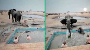 “That voetsek was personal”: Men leap out of pool as elephant saves her baby