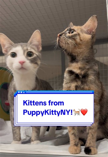 These adorable kittens are available for adoption from @puppykittynycity 🐈❤️ #rescuecat #kitten #rescuekitten #adoptme #kittensoftiktok