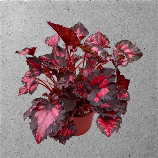 Begonia 'Beleaf Inca Night' – A fémes vörös éjszaka