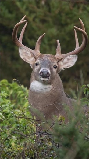 buck #funny #deer #comedy
