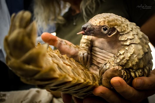 Pangolin Mom Saved From Traffickers, Gives Birth To Little Pango-Pup!