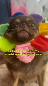 248K views · 10K reactions | What would Derek do for love? Well not...