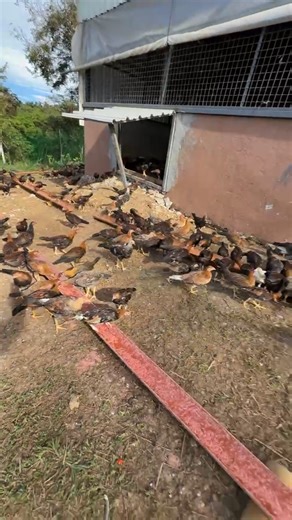 Ramon Bong Revilla, Jr. on Reels