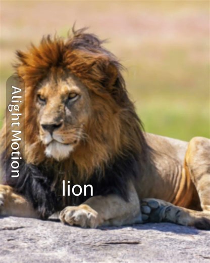 Top 5 most scary cats #trending #funny #funnyimages #funnymemes #football #cat #crazy #basketball