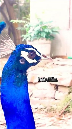 “ Episode 18,He ignored the food… but kept calling for someone.”🦚