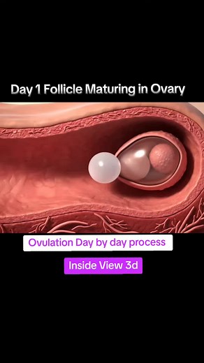 Understanding the Ovulation Process Day by Day