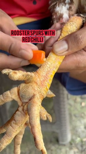 🐓🌶️ Rooster Spurs with Red Chilli 🌶️ | Traditional Spur Care Tips & Poultry Care Guide #roosterfarm