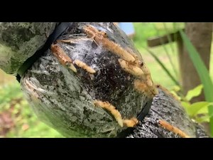 PROPAGATING PECAN TREES AND IT WORKED ‼️😳