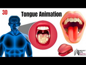 tongue animation | medical 3d animation | BiologywithAliya