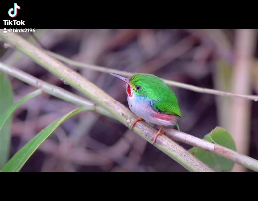 BIRDS on TikTok
