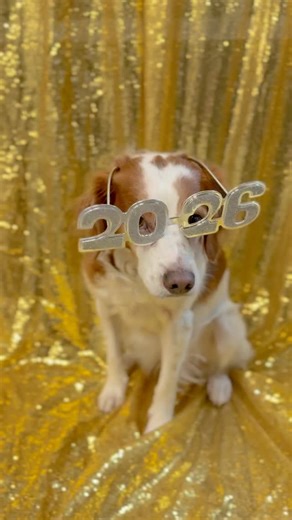 ENTER TO WIN: Is your perfect pet setting a resolution to make 2026 even brighter? 🕶️ Whether they want a year with more enrichment, healthier treats, or more adventure, we can help! Comment with one goal for your dog or cat to enter to win. Limit one entry per pet. Submissions close January 14th, at 11:59 PM PST. One dog and one cat will be selected at random on January 15th. Entries from Instagram, Facebook, and TikTok will be combined. Prizes must be picked up at an All The Best location in 