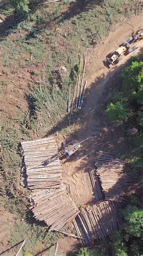 Ryer Becker on Instagram: "Logging continues to become increasingly mechanized as a way to increase the safety and production of operations. - The stroke delimber seen here is one of the mechanized options used for processing felled trees into logs in the Intermountain West and beyond. Processing involves the removal of a tree’s limbs and top, which is generally unmerchantable, and cutting the tree into desired log lengths. #logging #loggingindustry #heavyequipment #idaho #technology"