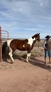 Such a gorgeous Paint Horse! ✨ What’s your favorite thing about their beautiful markings? Let us know in the comments! 🐴💬 #painthorse #horses #farmlife #reelsvideoシ #reelsfypシ | The Farm on Route 66