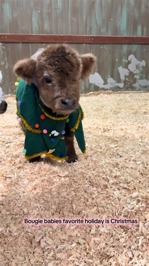 Cute Cow Lovers Club | 🎄🐮✨ The Barnyard Christmas Parade ✨🐮🎄 Every December, the barn transformed into the tiniest, fluffiest holiday parade the farm had ever... | Instagram
